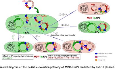 Epidemiological Characteristics and Formation Mechanisms of Multidrug-Resistant Hypervirulent Klebsiella pneumoniae